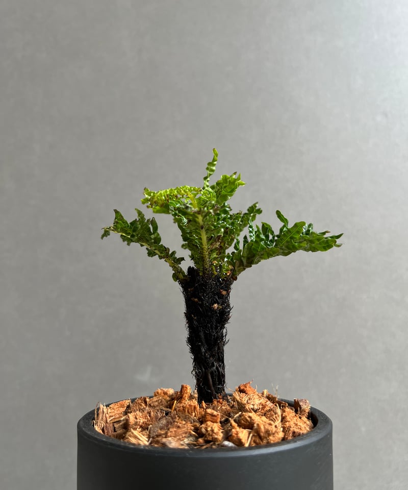 ブレクナム ギッバム ドワーフ 「Blechnum gibbum Dwarf 」24E | S