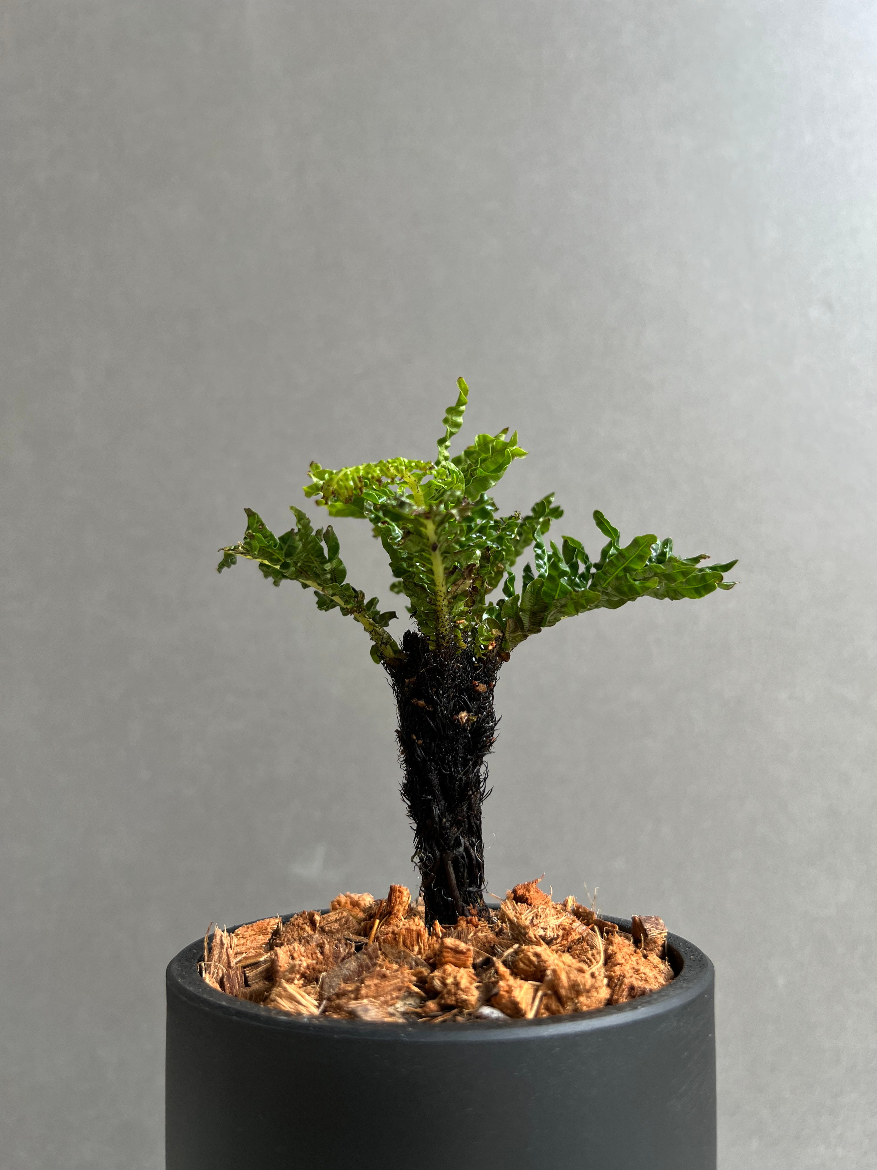 ブレクナム　ギッバム　ドワーフ ブレクナム ギッバム ドワーフ 「Blechnum gibbum Dwarf 」24E | S