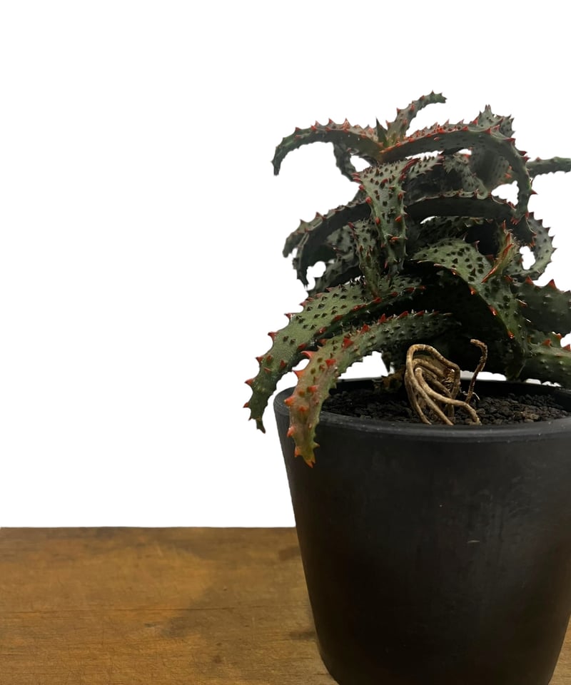 アロエ ハイブリッド “選抜個体” 「Aloe Hybrid “Select”」56U アロエ ハイブリッド “選抜個体” 「Aloe Hybrid “Select”」56U