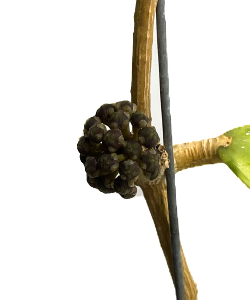 ホヤ カリストフィラ「Hoya callistophylla」4/11-294 | SHOUC ホヤ カリストフィラ「Hoya callistophylla」4/11-294 | SHOUC