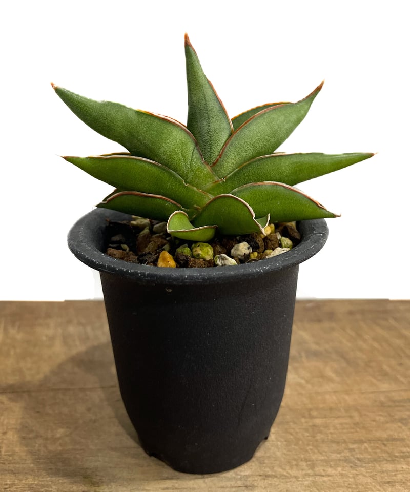 サンセベリア サワディー 「Sansevieria Sawasdee」10/4 | SHOUC