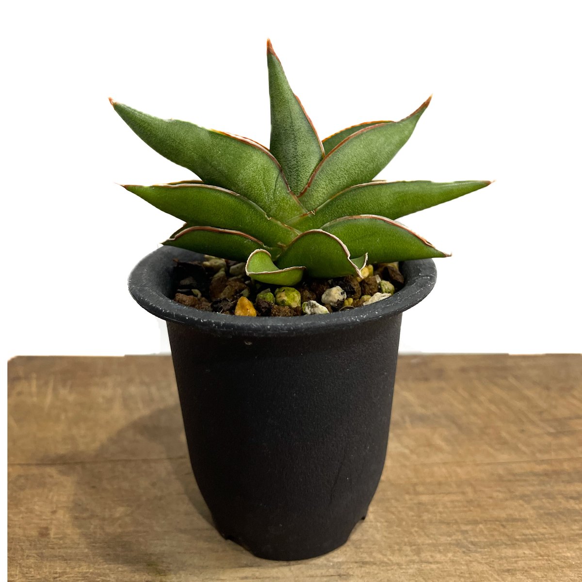 サンセベリア サワディー 「Sansevieria Sawasdee」10/4 | SHOUC