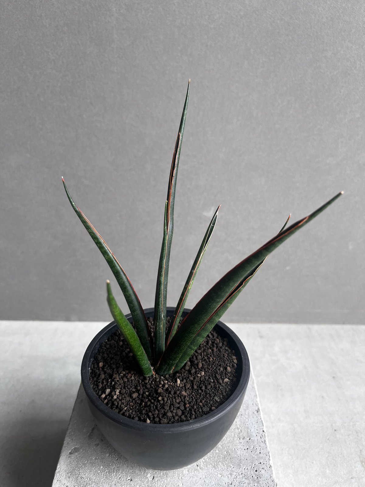 GP Sansevieria Bua Kao サンセベリア ブア カーオ GP Sansevieria Bua Kao サンセベリア ブア カーオ GP Sansevieria Bua