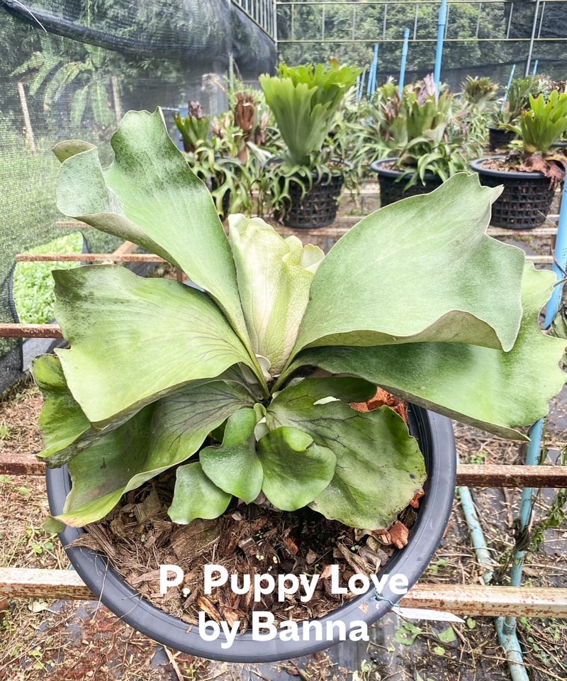 ビカクシダ Neguse pup 100,001～ | artPLANTs （アートプランツ）