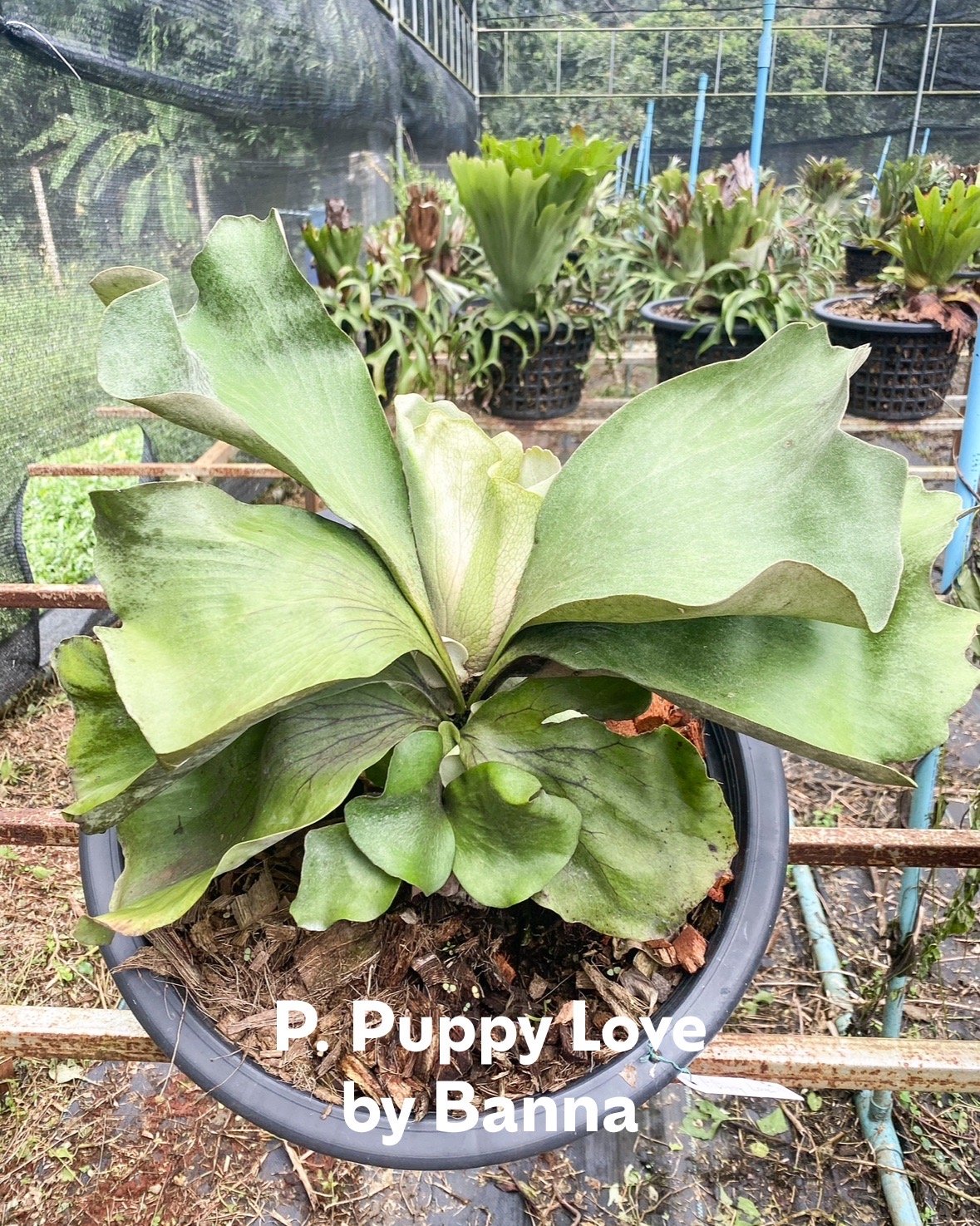 ビカクシダ パッピー ラブ (子株)「 Platycerium Puppy Love (pup