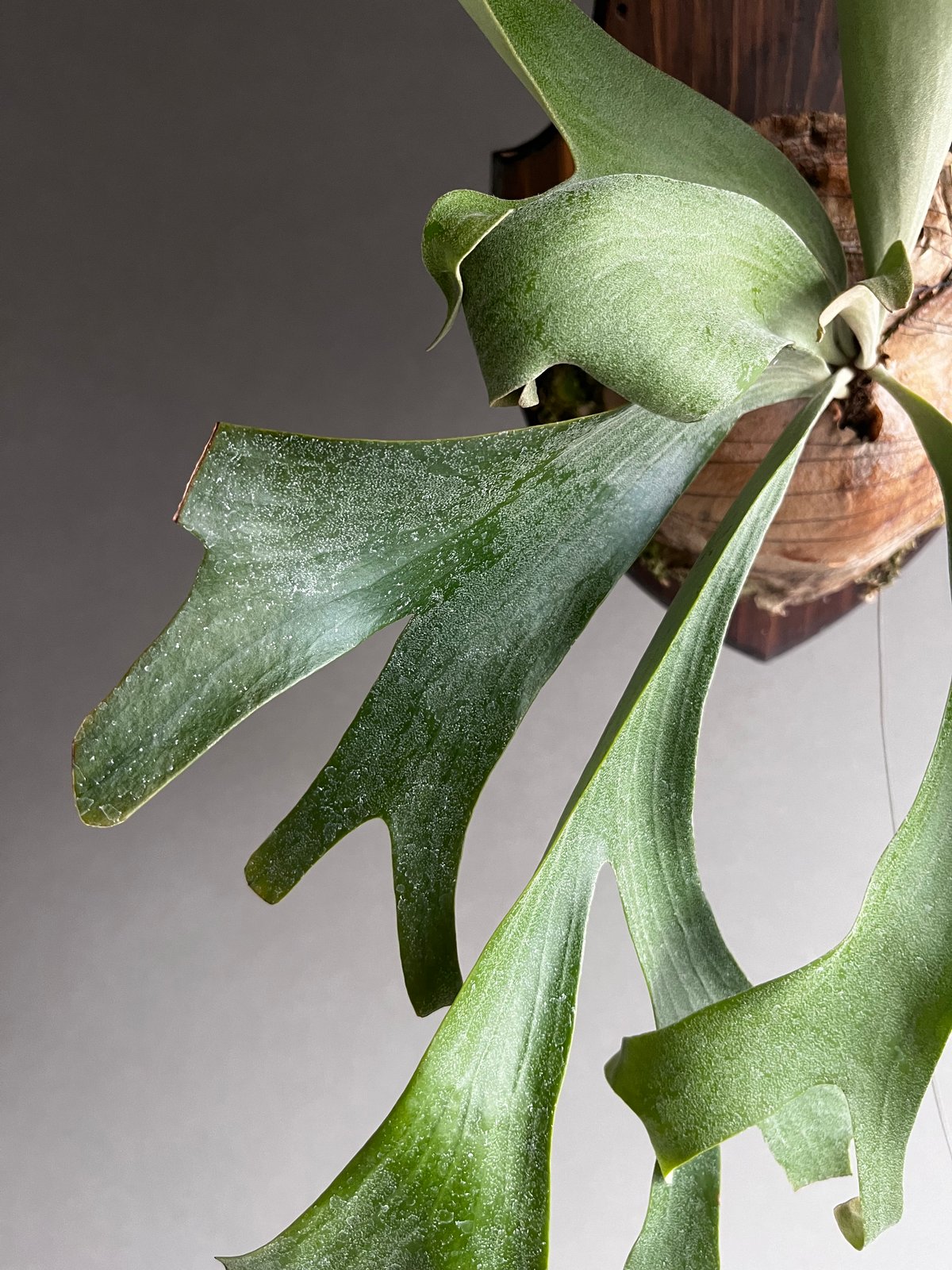 Platycerium Willinda (P. willinckii x P. alcic