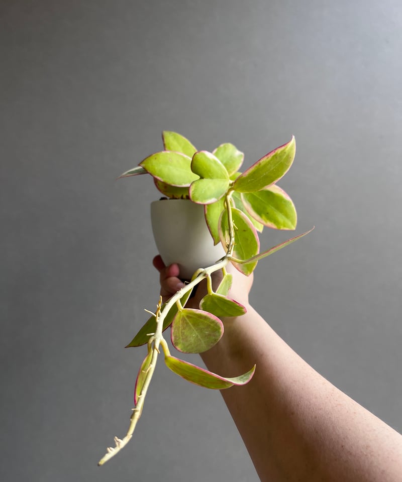 ホヤ パラ アルボマルギナータ 「Hoya para albomarginata」62Z |
