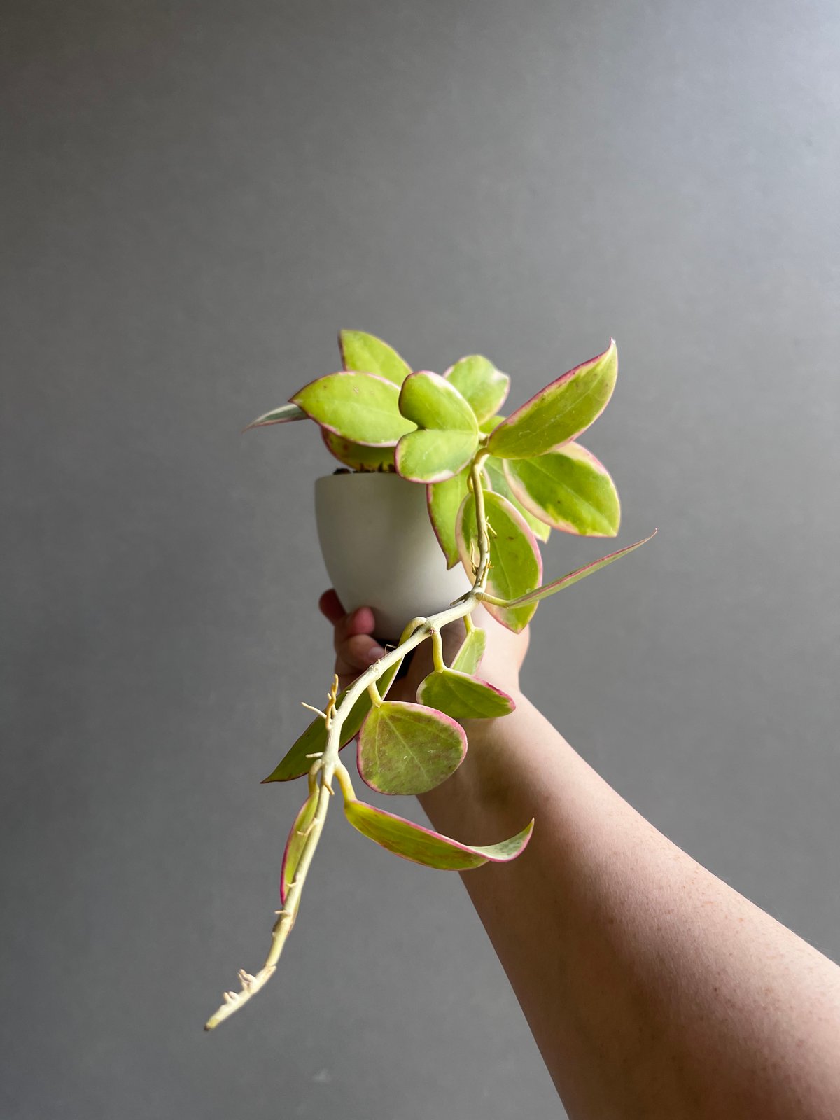 夏セール珍種ホヤ　パラ　外斑入り Hoya para Albomarginata 夏セール珍種ホヤ パラ 外斑入り Hoya para Albomarginata いきもん