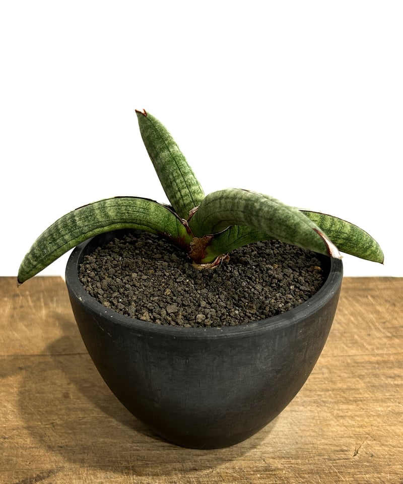 サンセベリア エイレンシス「Sansevieria eilensis Lav.10178」3/