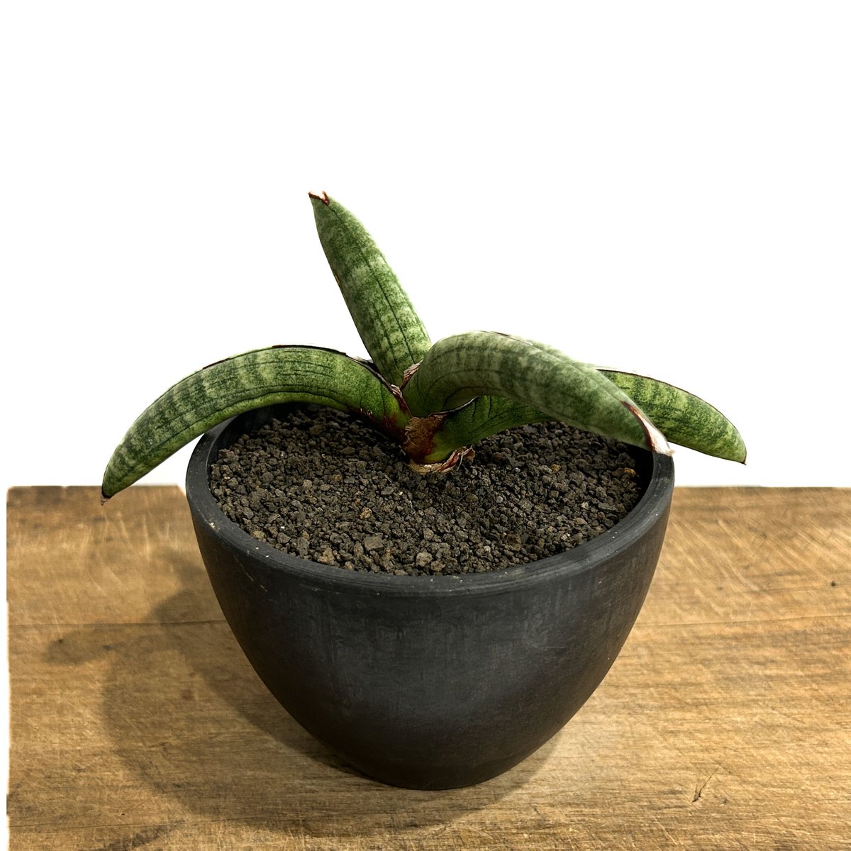 サンスベリア エイレンシス Sansevieria Eilensis a サンスベリア エイレンシス – 皇帝と呼ばれるレア株！玄関育成に