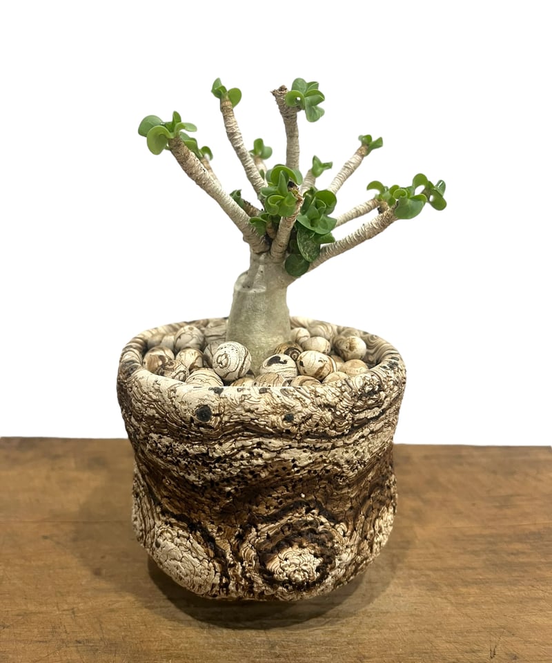 アデニウム D.H.A (獅子葉) スモールリーフ + plantsmonsters