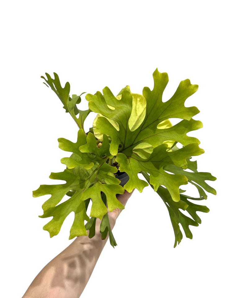 ビカクシダ リドレイ(by ヌクル) 「Platycerium ridleyi (by Nuk