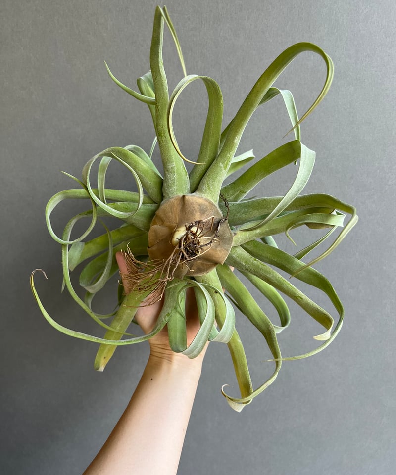 ティランジア ストレプトフィラ メキシコ 「Tillandsia streptophylla