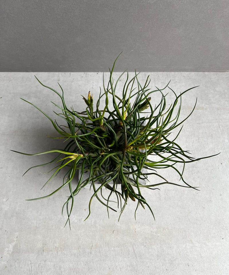 ティランジア ブルボーサ クランプ (実生苗) 「Tillandsia bulbosa clu