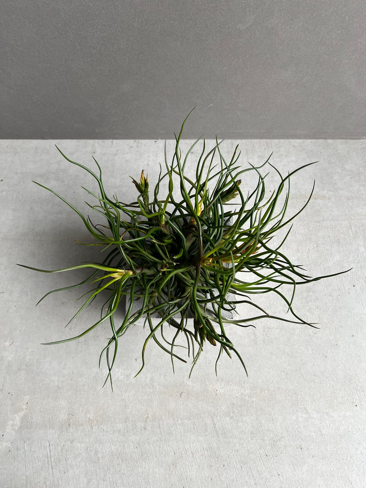 ティランジア ブルボーサ クランプ (実生苗) 「Tillandsia bulbosa clu