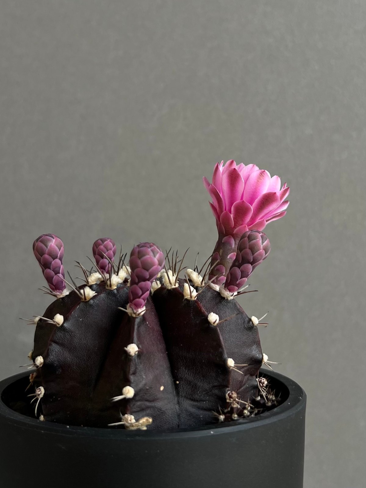 サボテン　ギムノカリキウムBlack widow hybrid 実生苗 fit=scale-down,w=1200