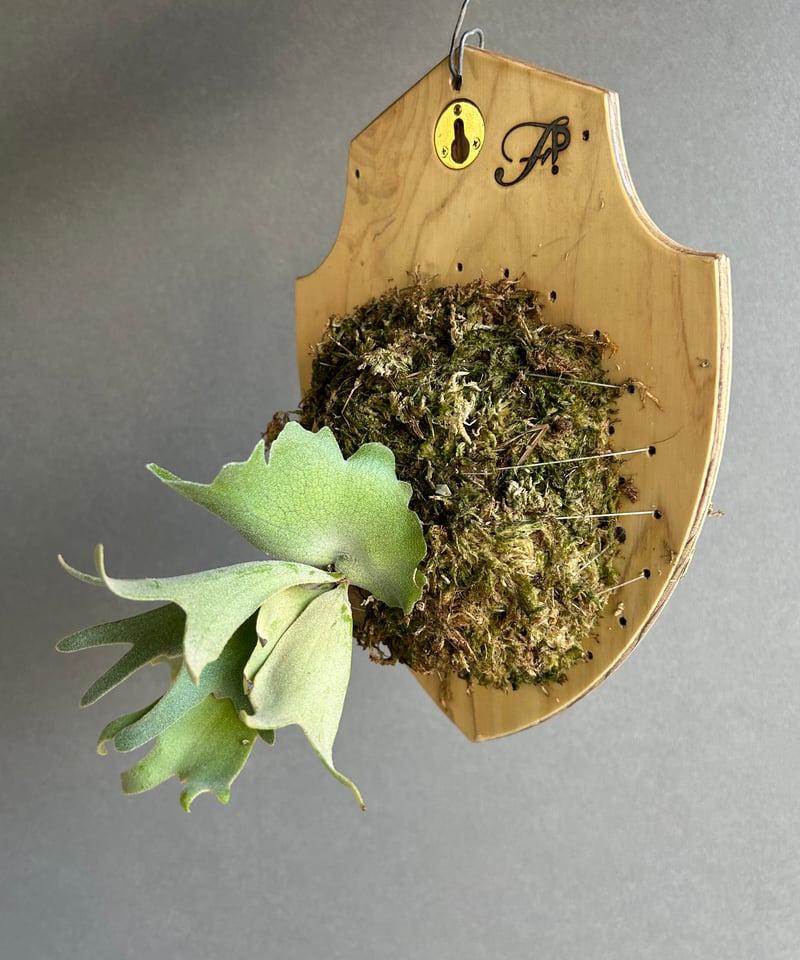 ビカクシダ ウィリンキー cv. セーラー マース (子株) 「Platycerium