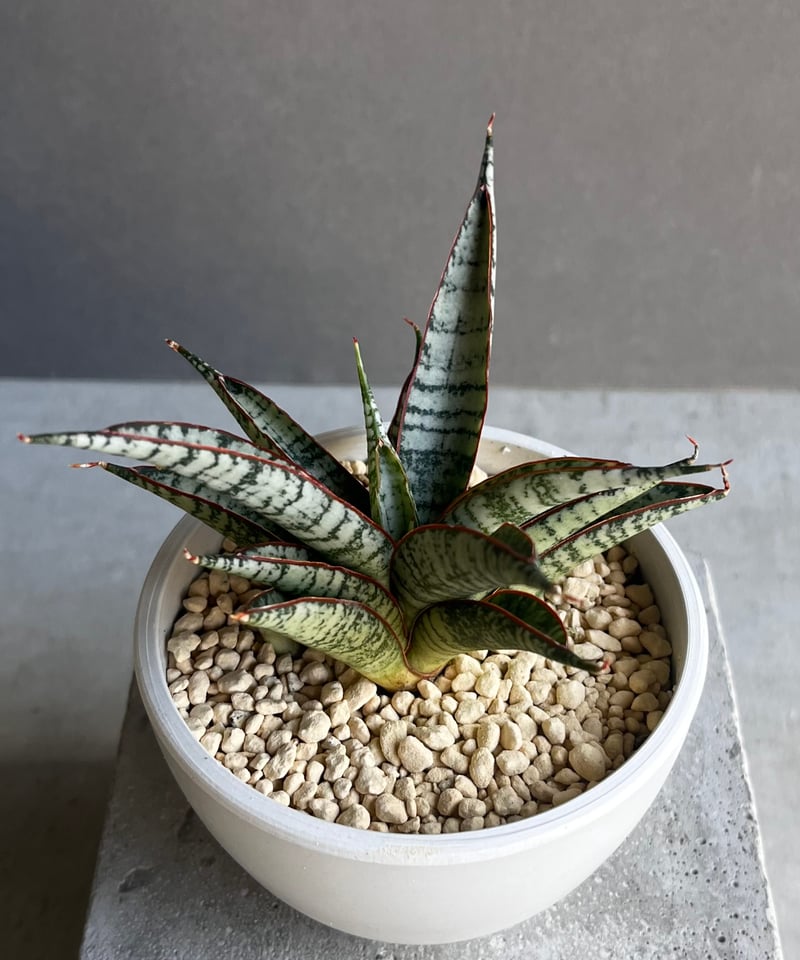 サンセベリア サンシャイン エンジェル 「Sansevieria Sunshine