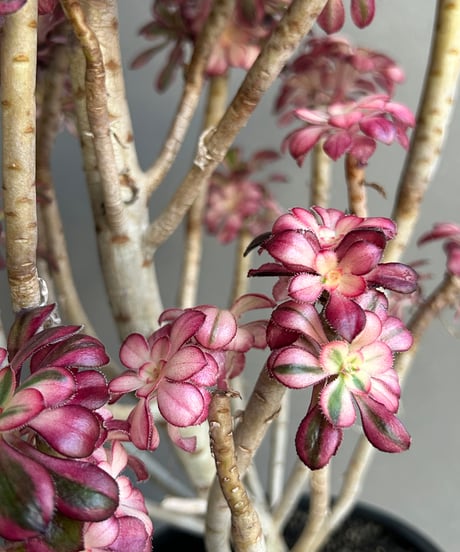 アエオニウム ‘シャネル’ 「Aeonium ‘Chanel’」11M