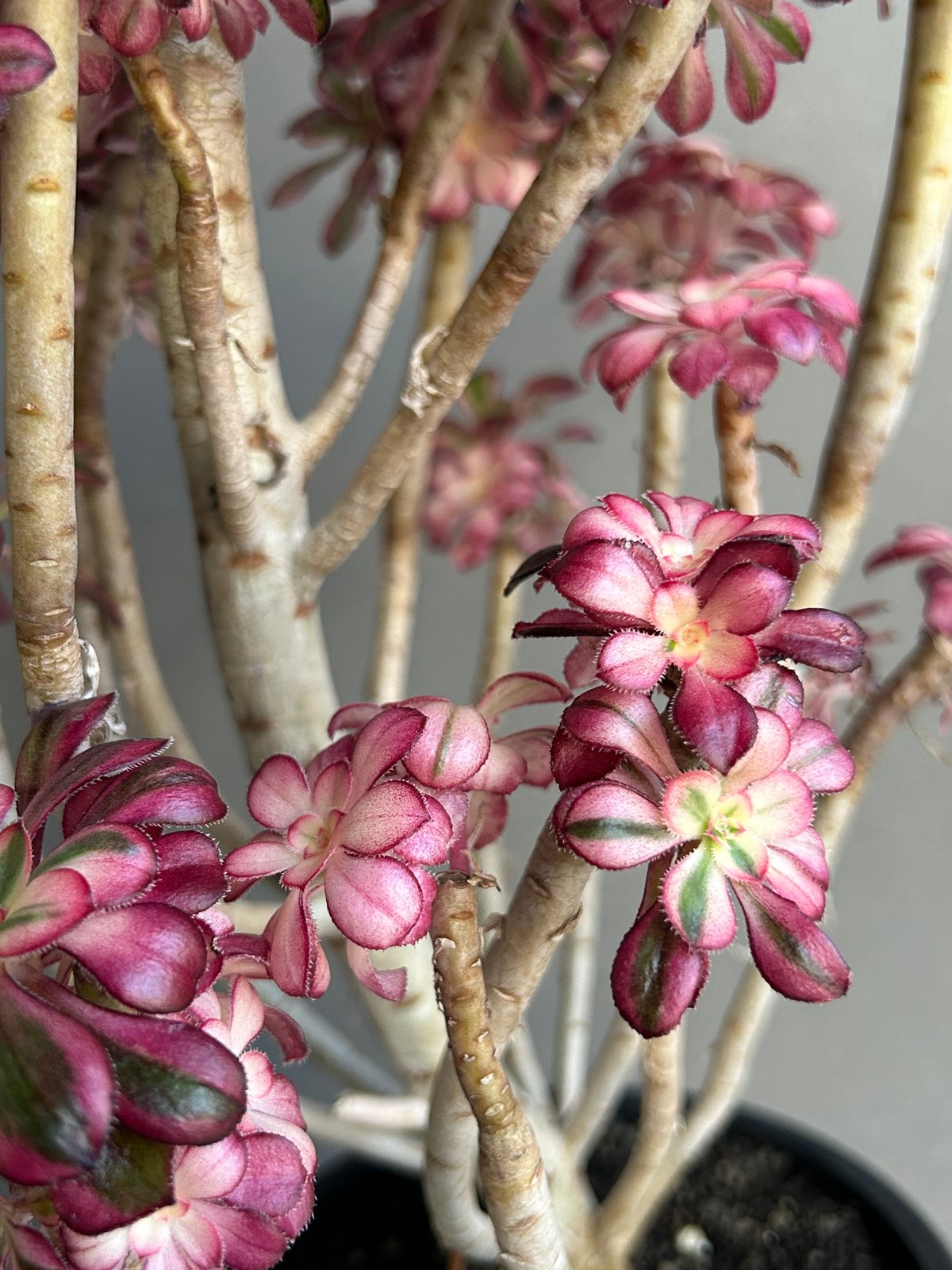 アエオニウム 'シャネル' 「Aeonium 'Chanel'」11M | SHOUCHIKUEN