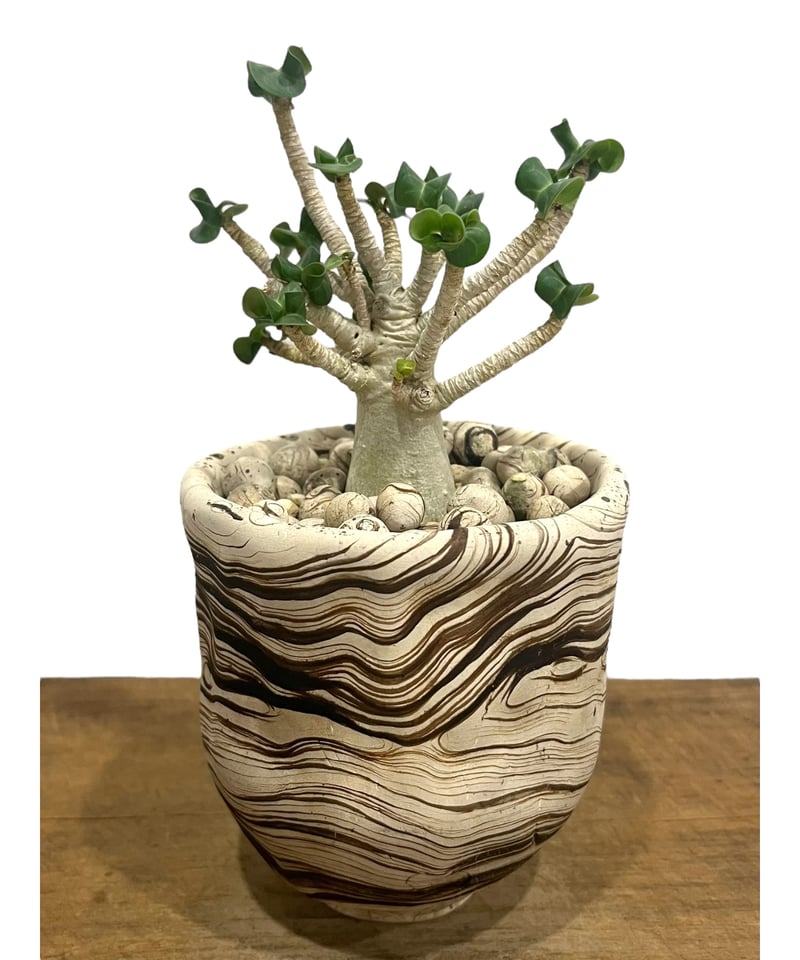 アデニウム D.H.A (獅子葉) スモールリーフ + plantsmonsters pot
