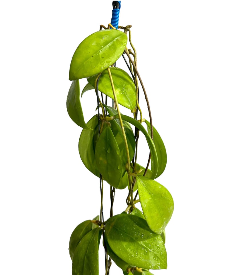 ホヤ エリスロステマ ショッキング ピンク「Hoya Erythrostemma Shocki