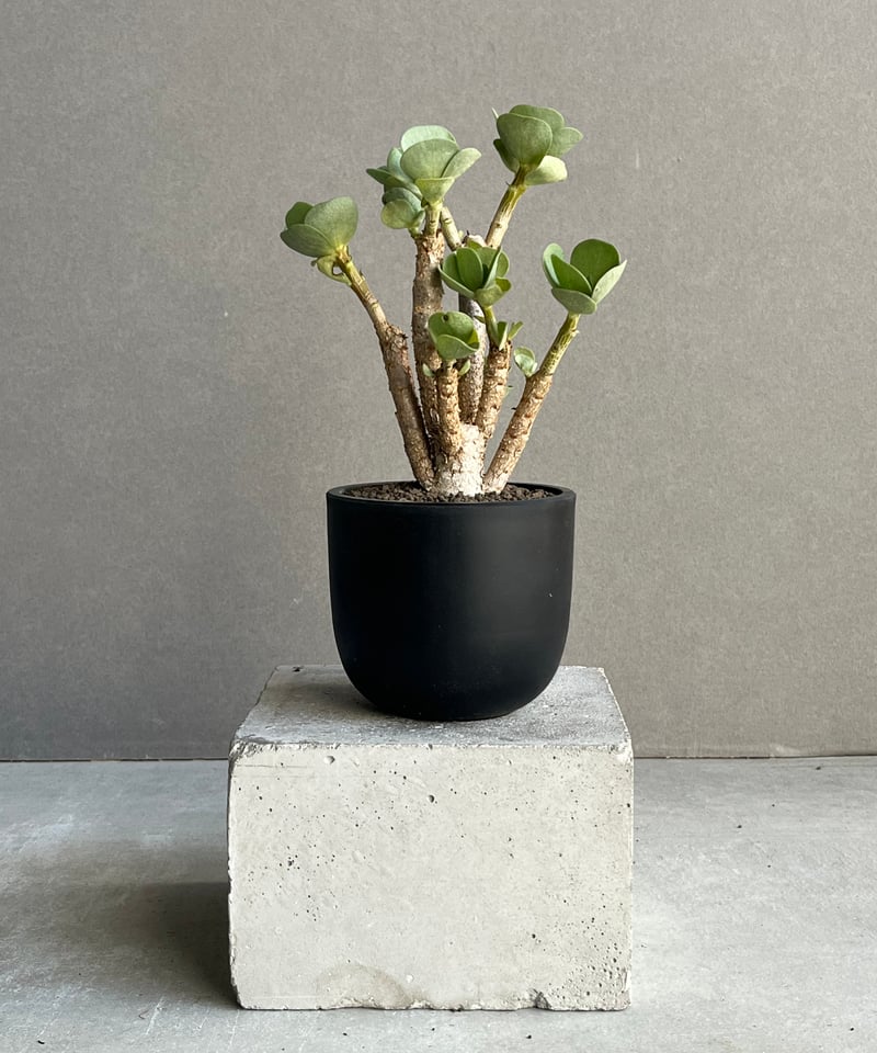 ポーチュラカ モロキニエンシス “多幸寿” 「Portulaca molokiniensis