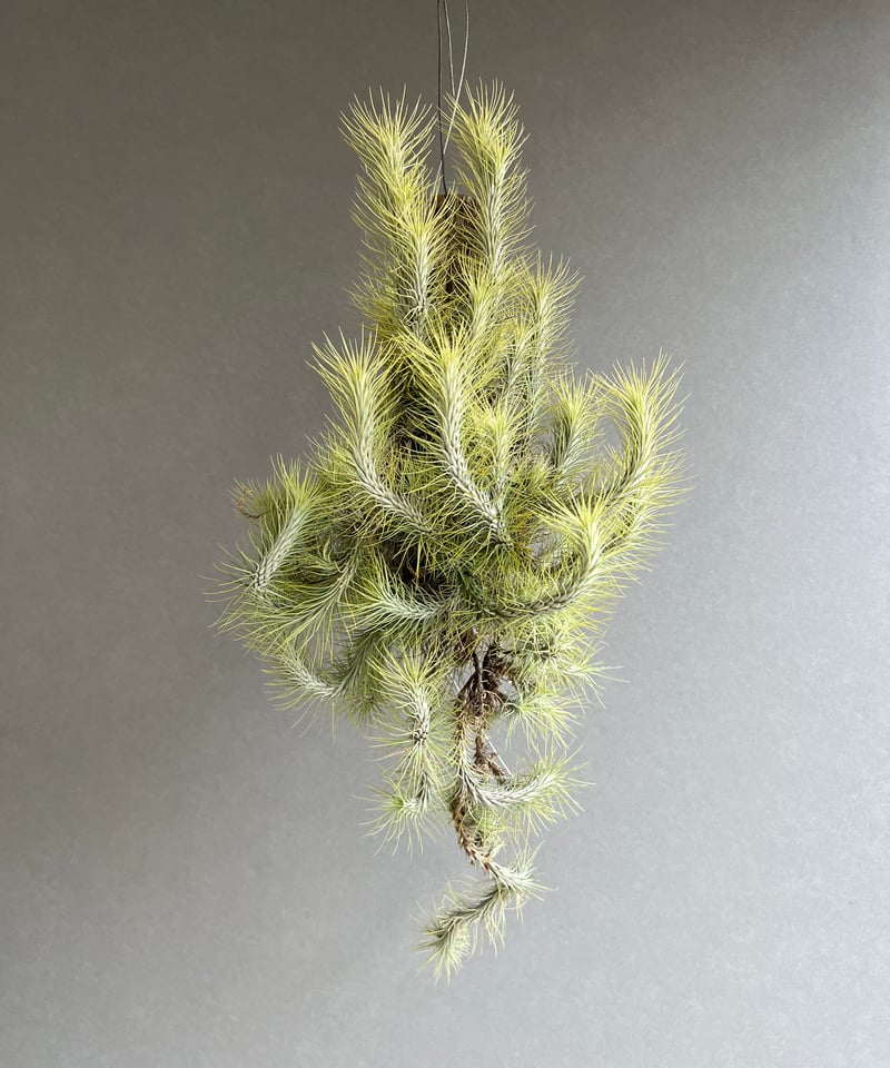 チランジア　ドミンゴズ　フンキアナ Tillandsia funckiana large form ティランジア チランジア・フン