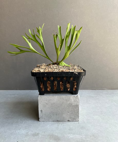 ビカクシダリドレイワイルドY字型枝コルク付けコウモリラン