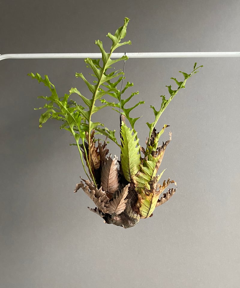 ドリナリア クエルシフォリア '変異種' 「Drynaria quercifolia 'Mut