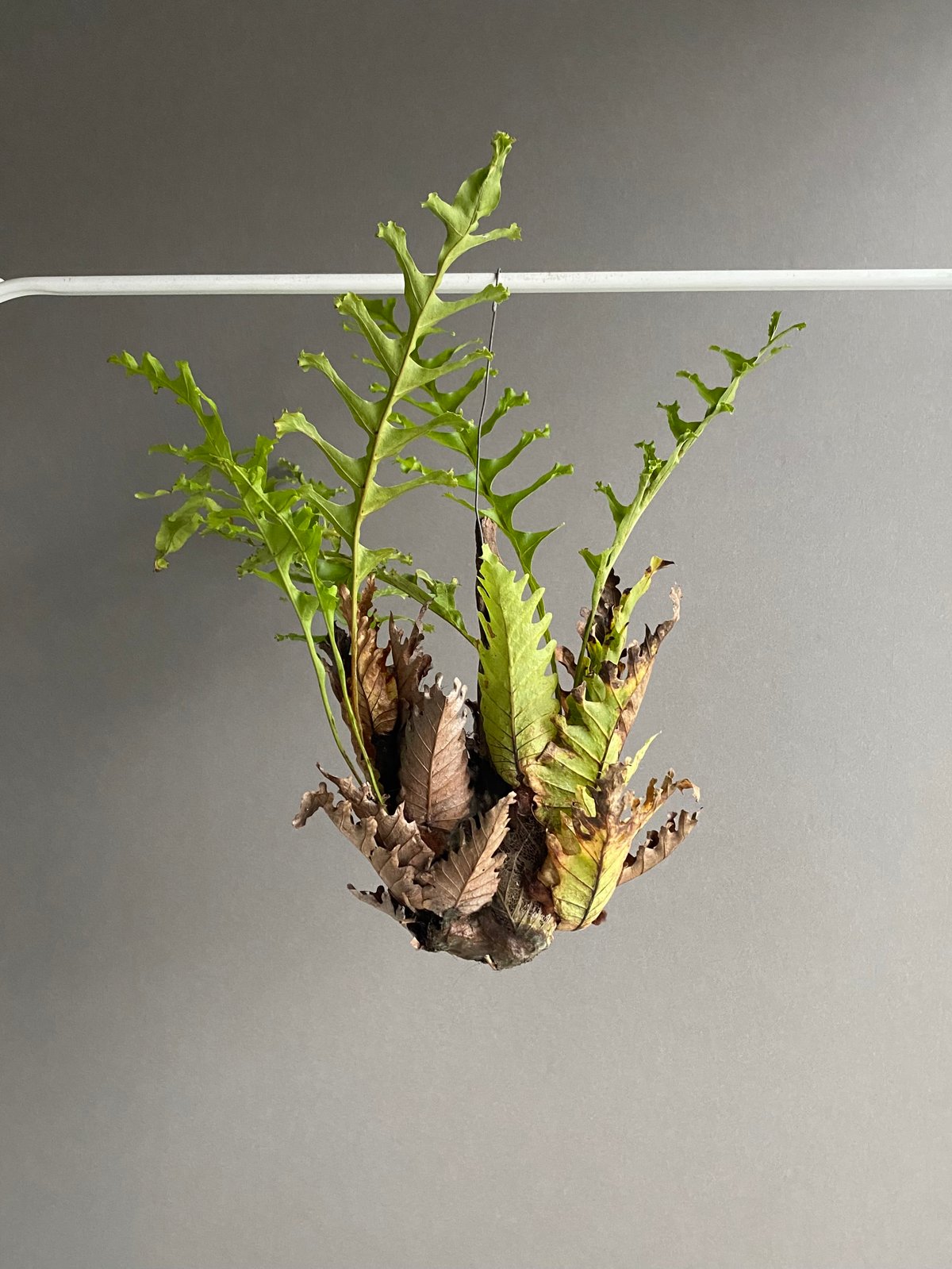 ドリナリア・クエルシフォリア　ワイルド　Drynaria quercifolia ドリナリア クエルシフォリア | GREEN LUCK