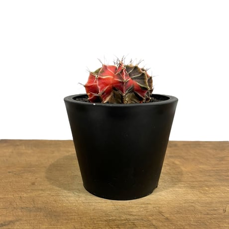 ギムノカリキウム ミハノビッチ (実生苗)「 Gymocalycium Mihaovichii 」33P