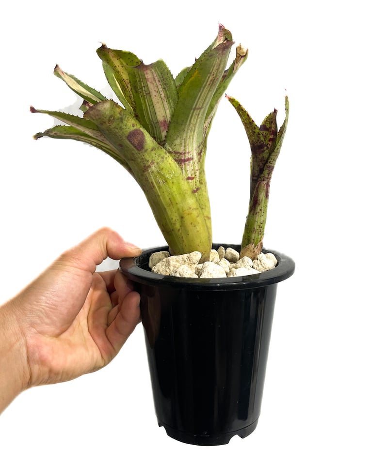 ネオレゲリア バチャタ「Neoregelia 'BACHATA'」3/22-170 | SHO