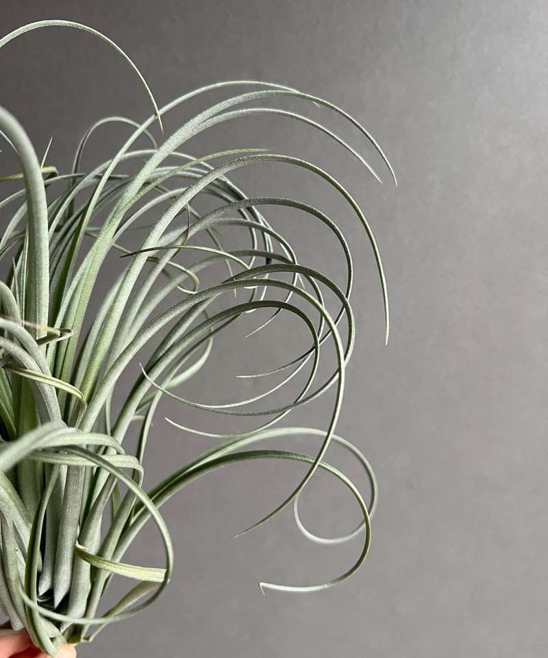 【みぃこどん】Tillandsia 4点セット 現品】チランジア・ジャンピングフォージョイ T. Jumping For