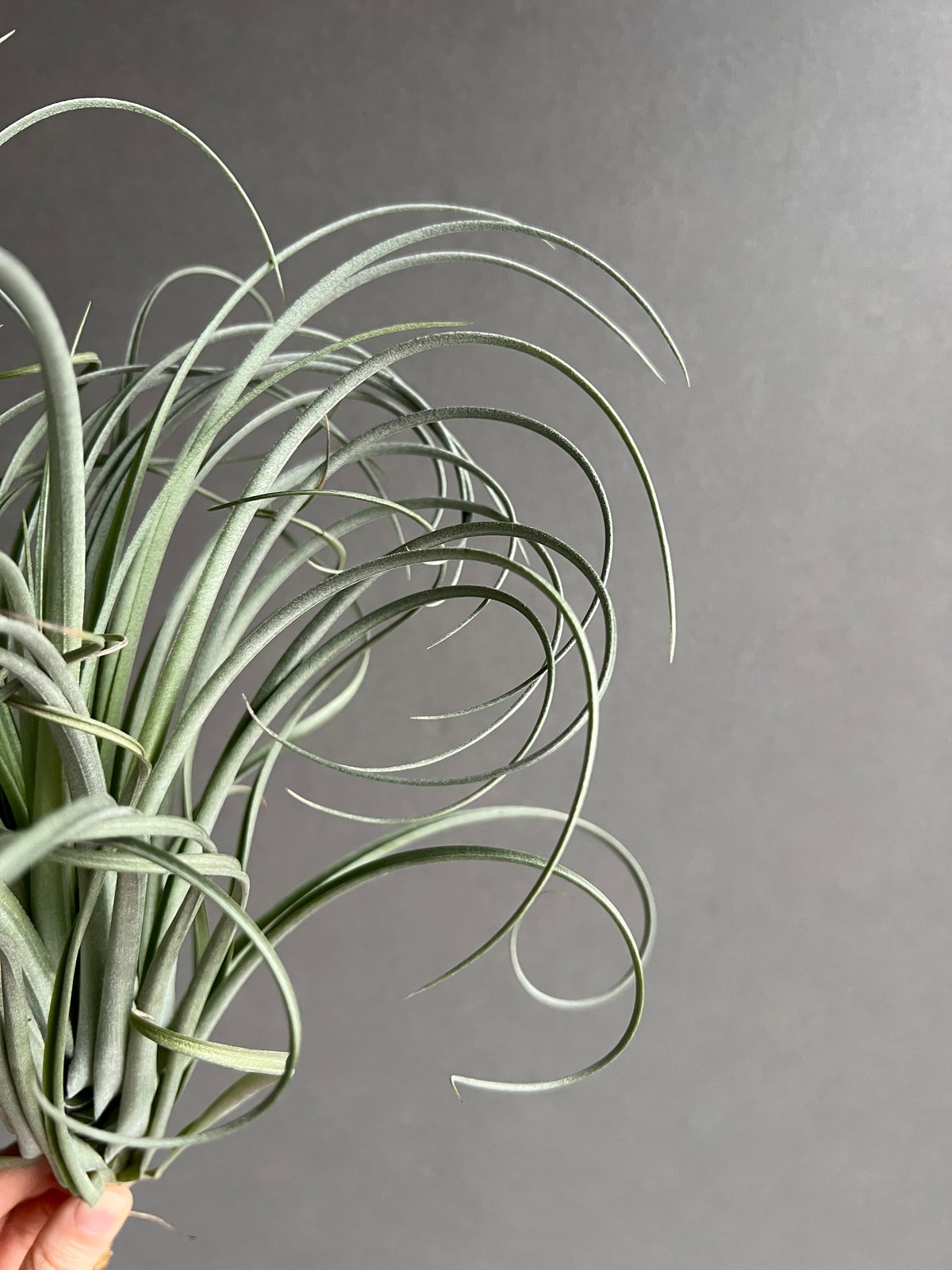 ティランジア グーモン 「Tillandsia Goomong (T.stricta x du