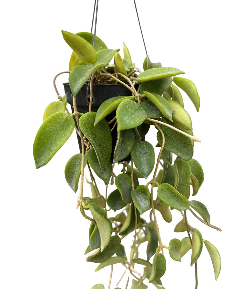 ホヤ トムソニー ピンク「Hoya Thomsonii pink」M2 | SHOUCHIKUEN