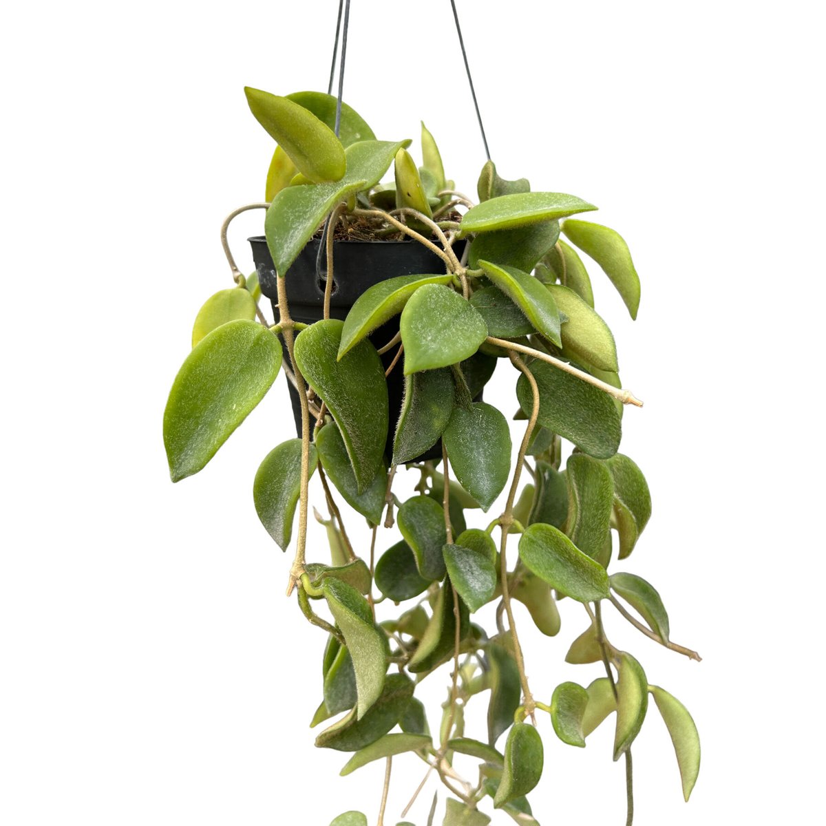 ホヤ トムソニー ピンク「Hoya Thomsonii pink」M2 | SHOUCHIKUEN