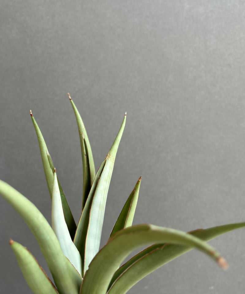 サンセベリア チャオプラヤ 「Sansevieria Chao Phraya」61F | SH