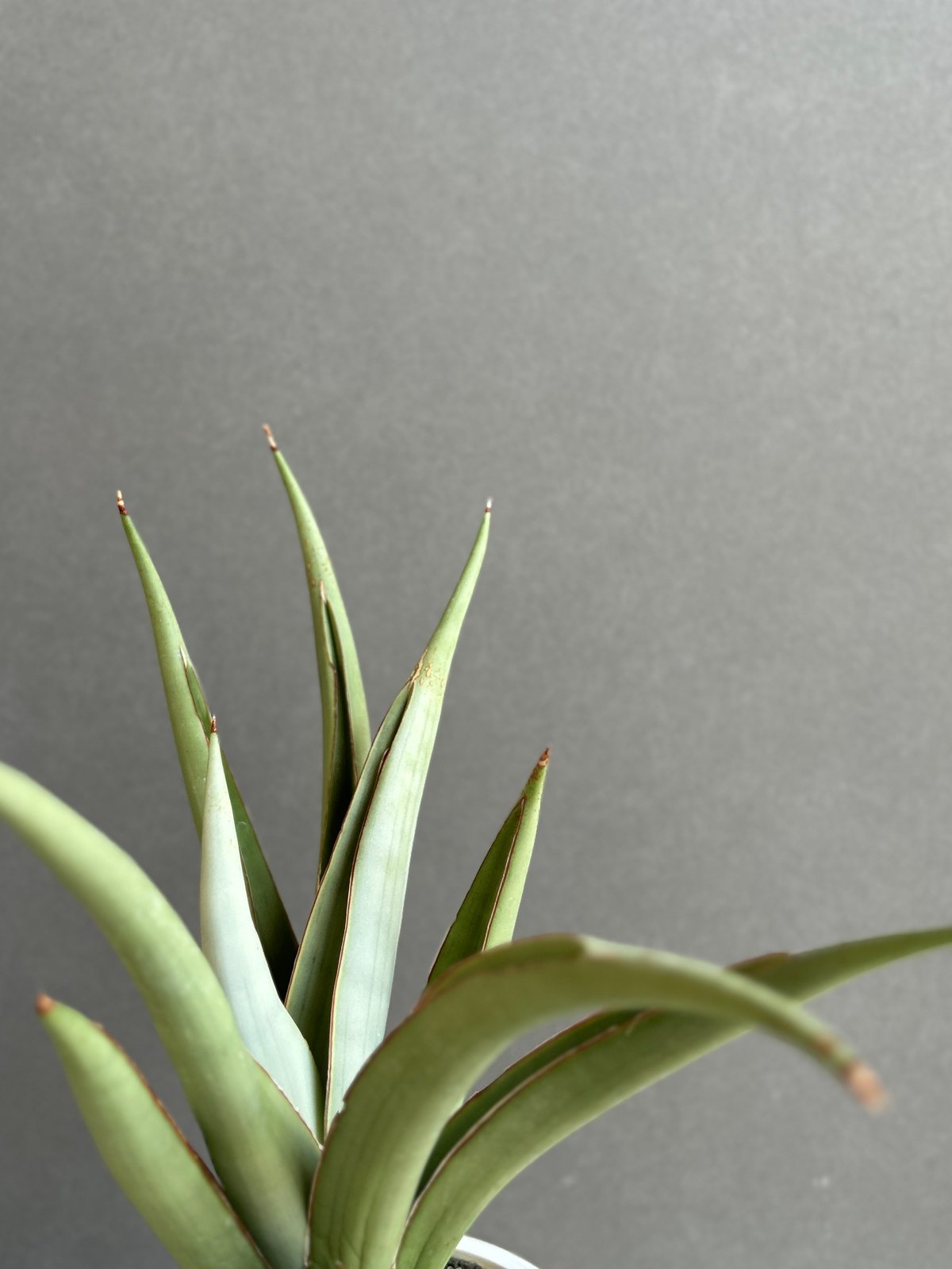 サンセベリア チャオプラヤ 「Sansevieria Chao Phraya」61F | SH