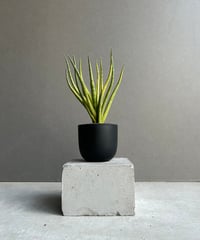 サンセベリア ジュピター「Sansevieria Jupiter」29E-1 | SHOUCH