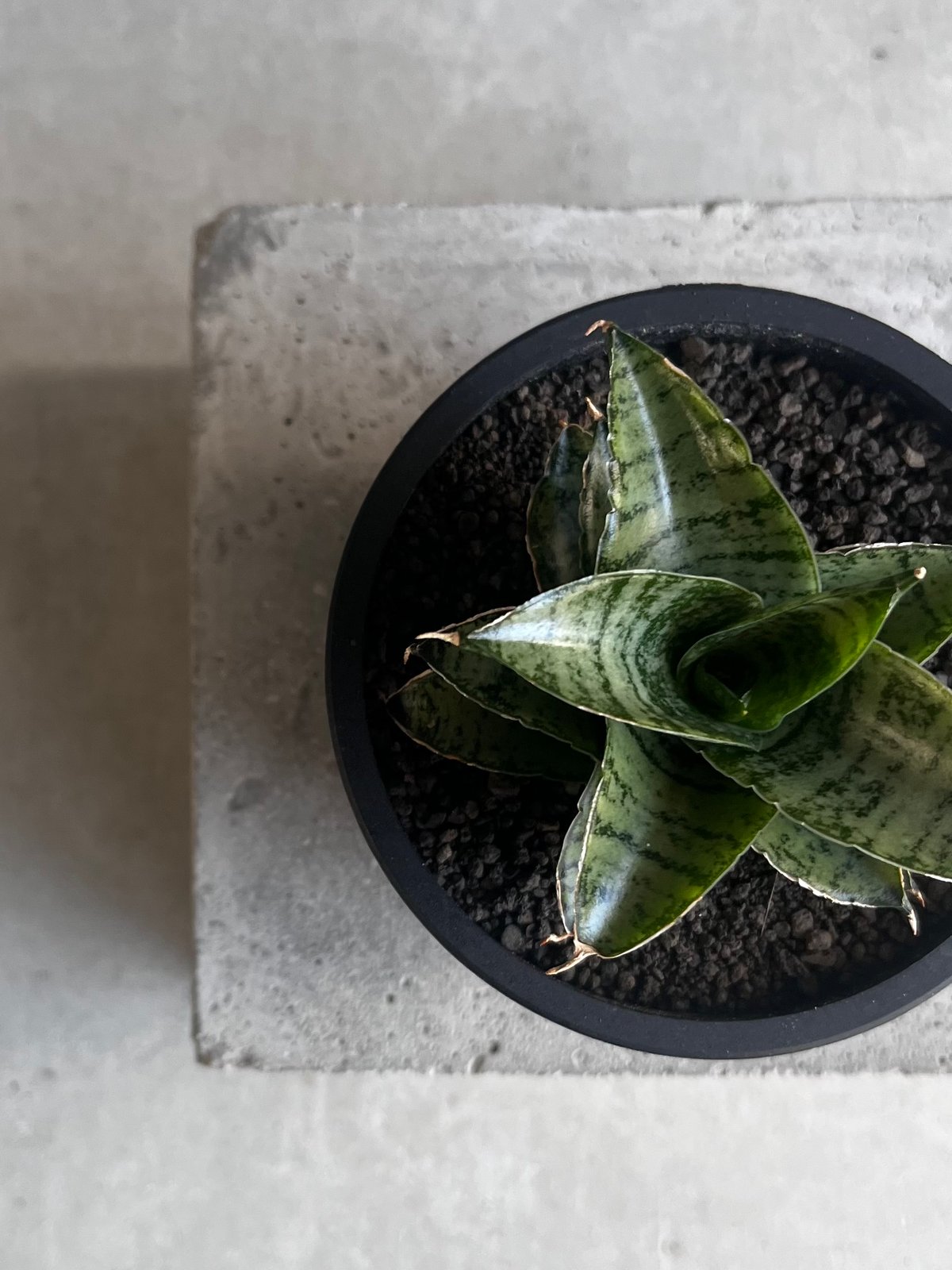 EMP サンセベリア Susano'O' スサノオ / SA318 サンセベリア スサノオ 「Sansevieria Susano 'O' (by Unyaman