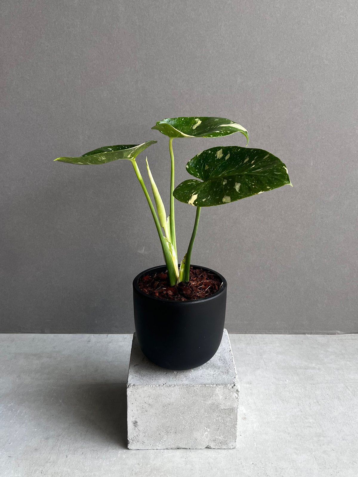 モンステラ デリシオーサ カップケーキ 「Monstera deliciosa Cupcake