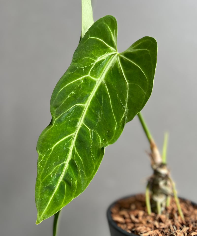 アンスリウム　ハイブリッド　【斑入り】 アンスリウム ハイブリッド 斑入 「Anthurium hybrid Variegated
