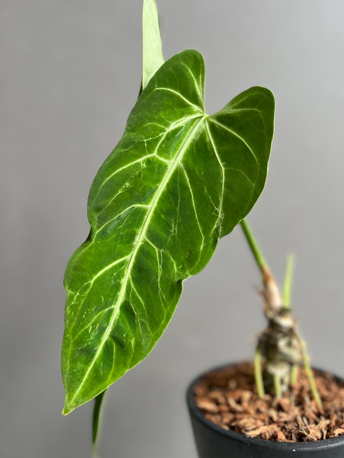 アンスリウム ハイブリッド 斑入 「Anthurium hybrid Variegated