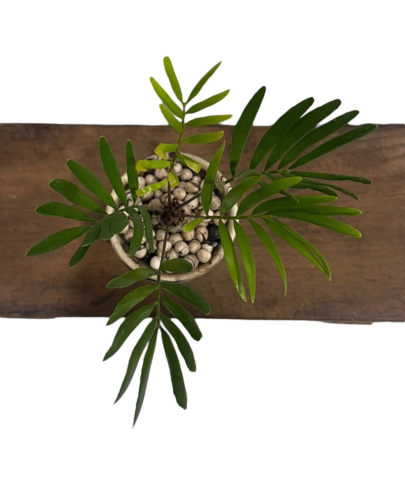 ザミア + plantsmonsters pot 「Zamia 」75V | SHOUCHIKUEN
