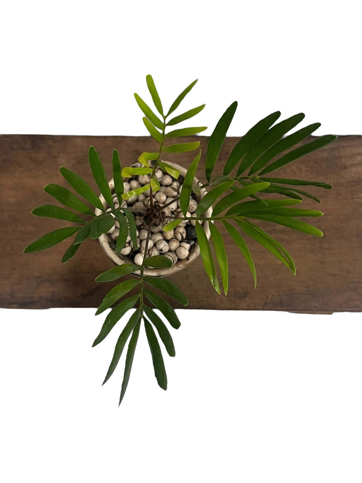 ［塊根植物 ］Zamia（ザミア） ザミア + plantsmonsters pot 「Zamia 」75V | SHOUCHIKUEN