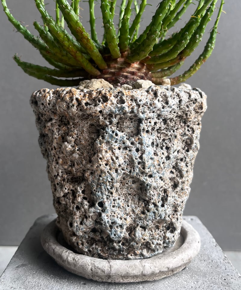 ユーフォルビア フラナガニー 「Euphorbia flanaganii」76E | SHOU