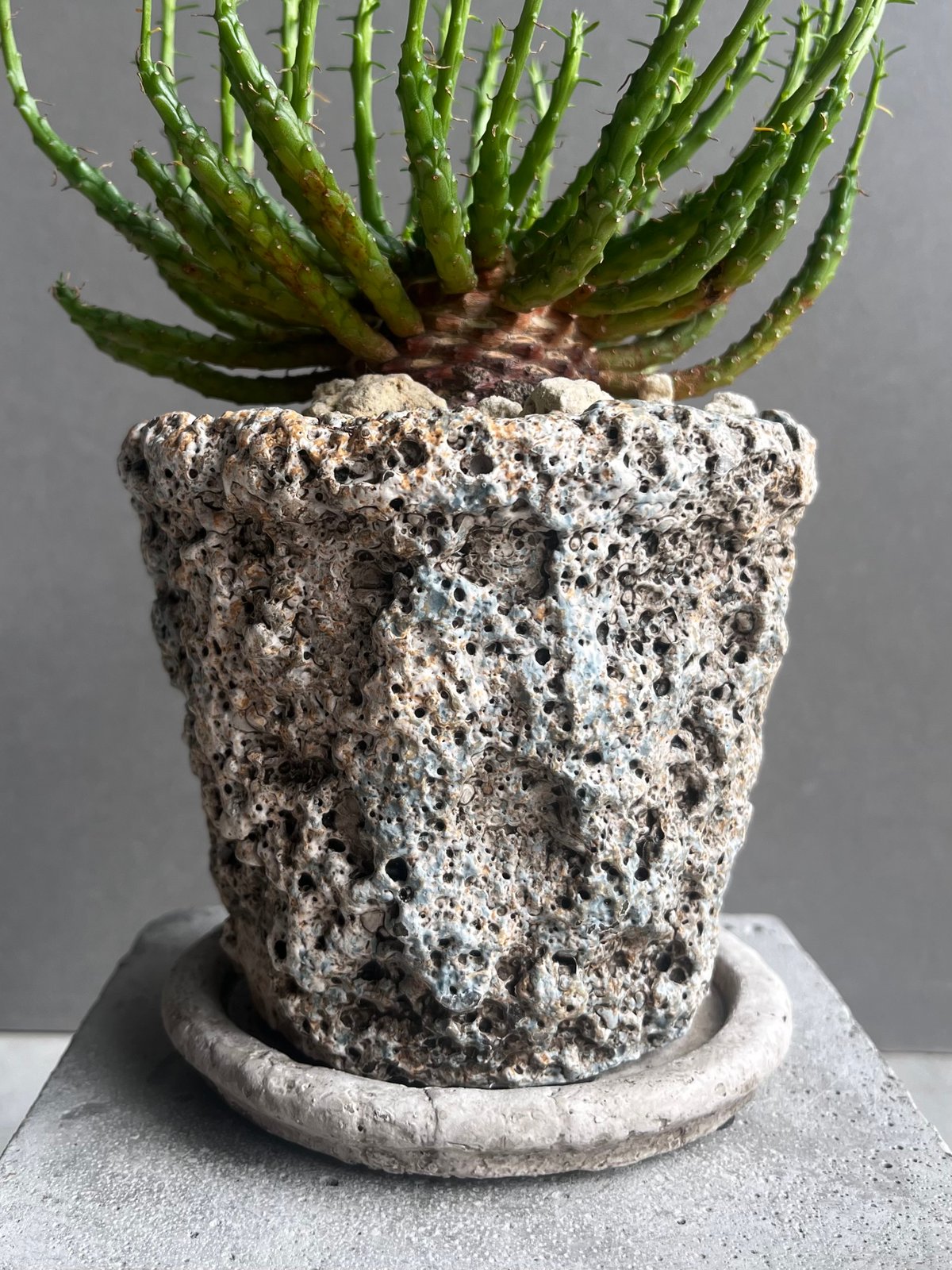 ユーフォルビア フラナガニー 「Euphorbia flanaganii」76E | SHOU