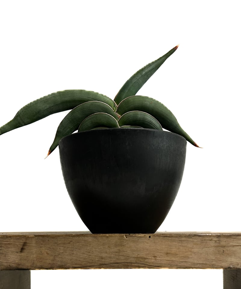 ご予約】サンセベリア ロリダ「Sansevieria rorida 」3/17-160 |