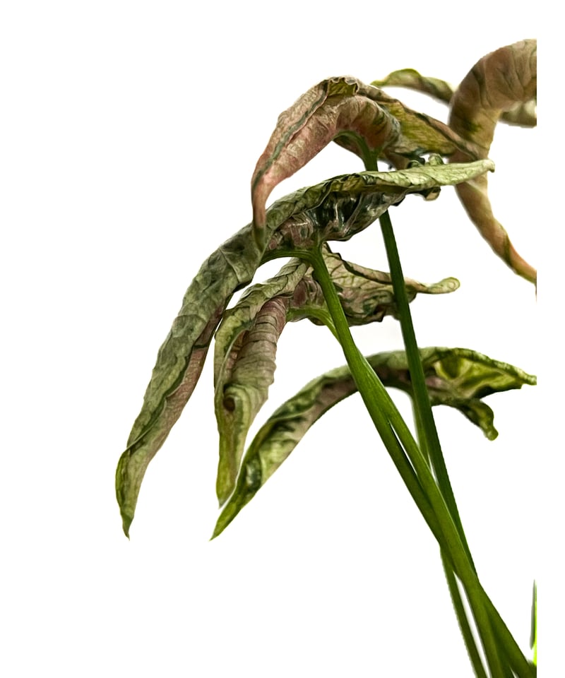 シンゴニウム ピンク ローリー+pmp 「Syngonium Pink Rolli」66G